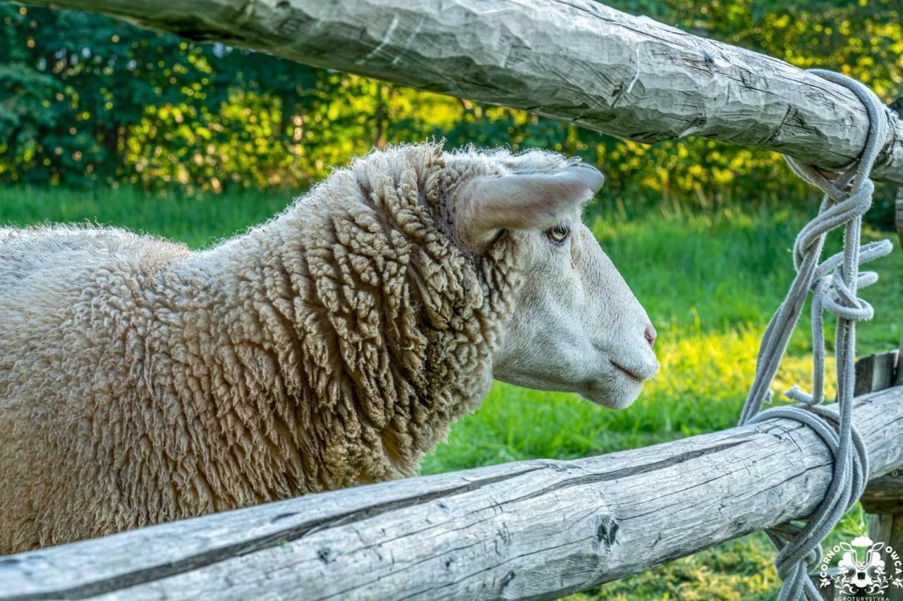 Agroturystyka Corno Owca Zabnica Exteriér fotografie
