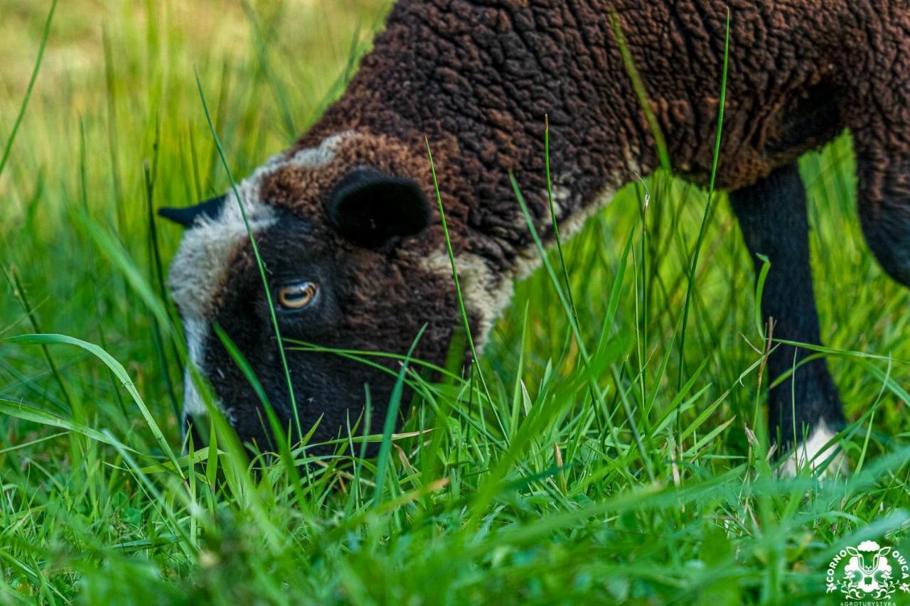 Agroturystyka Corno Owca Zabnica Exteriér fotografie